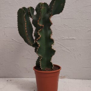 euphorbia ingens