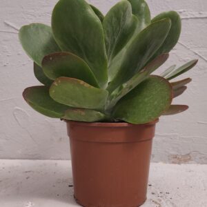 Kalanchoe luciae