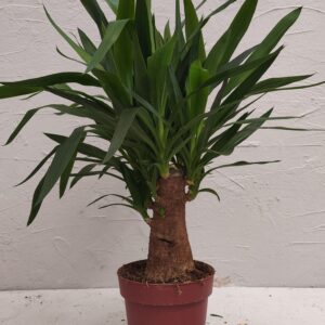 yucca ramificata