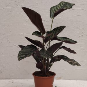 calathea ornata