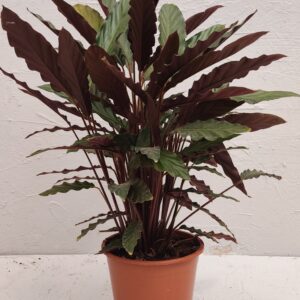 calathea rufibarba